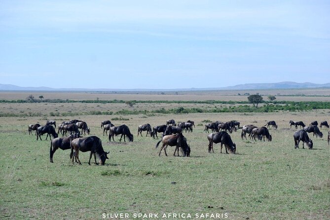 8 Days: Tsavo East National Park Amboseli, Nakuru, Maasai Mara Park - Exploring Amboseli National Park