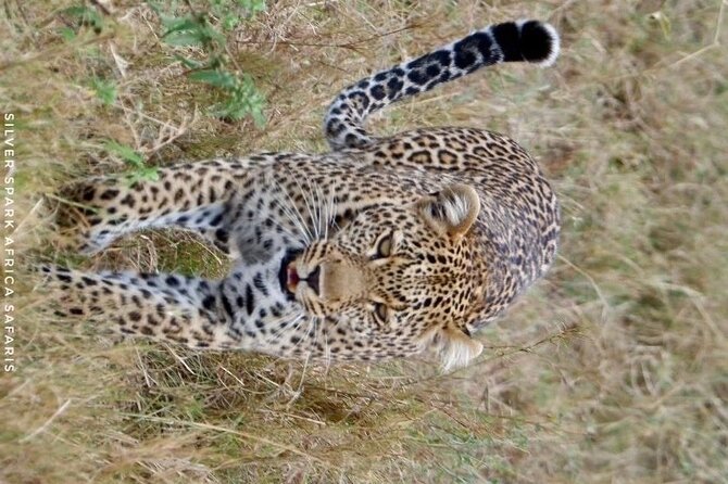 8 Days: Tsavo East National Park Amboseli, Nakuru, Maasai Mara Park - Safari Transportation Details