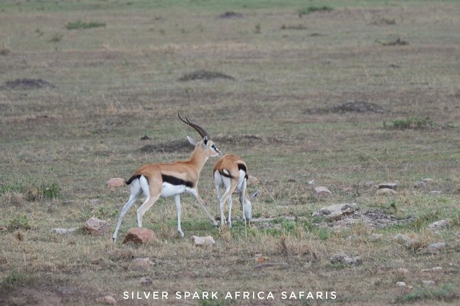 8 Days: Tsavo East National Park Amboseli, Nakuru, Maasai Mara Park - Experience Options and Upgrades