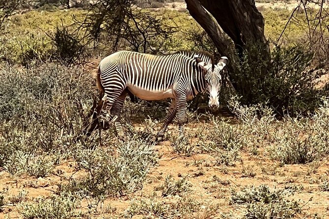 8 Days: Tsavo East National Park Amboseli, Nakuru, Maasai Mara Park - Pricing and Customer Reviews