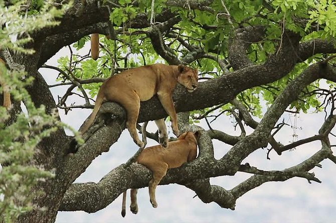 8 Days Uganda Primate & Wildlife Safari Tour - About Your Stay