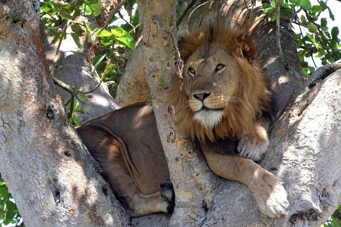 8 Days Uganda Primate & Wildlife Safari Tour - Inclusions and Exclusions