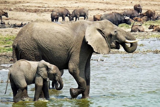 8 Days Uganda Primate & Wildlife Safari Tour - Wildlife Experiences