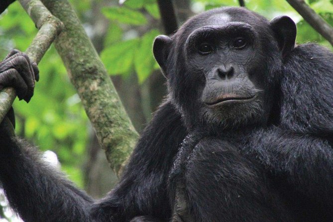 8 Days Uganda Primate & Wildlife Safari Tour - Primate Encounters