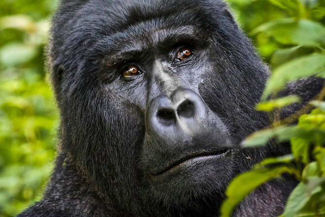 8 Days Uganda Primate & Wildlife Safari Tour - Booking and Cancellation Policy