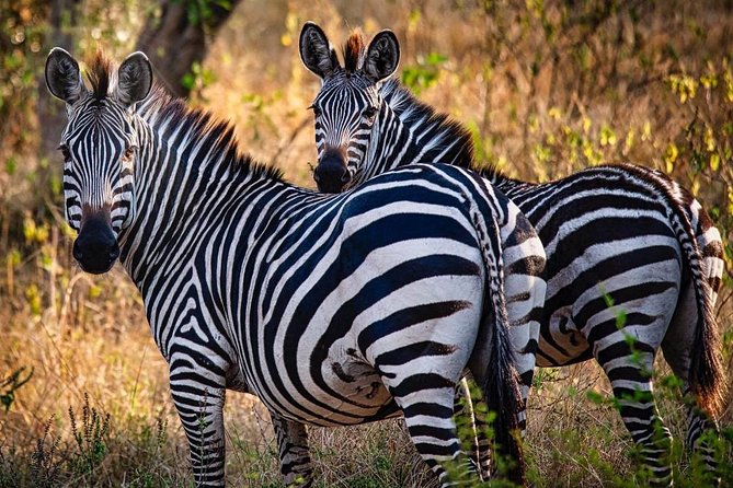 8 Days Uganda Primates Safari - Exclusions to Consider