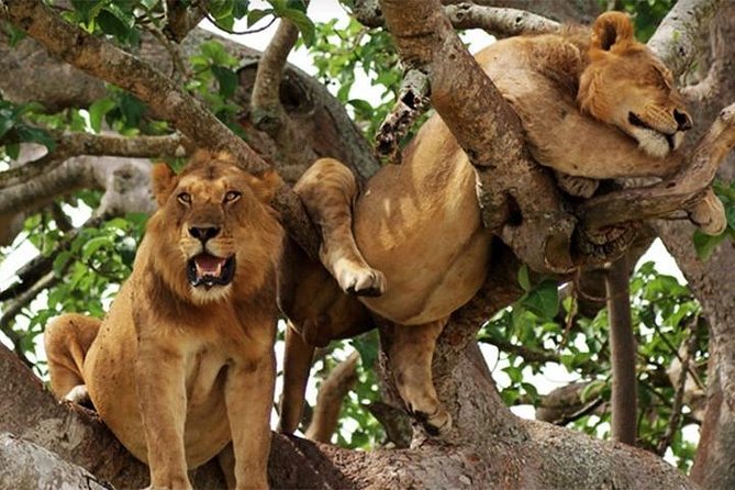 8 Days Uganda Primates Safari - Pickup Details