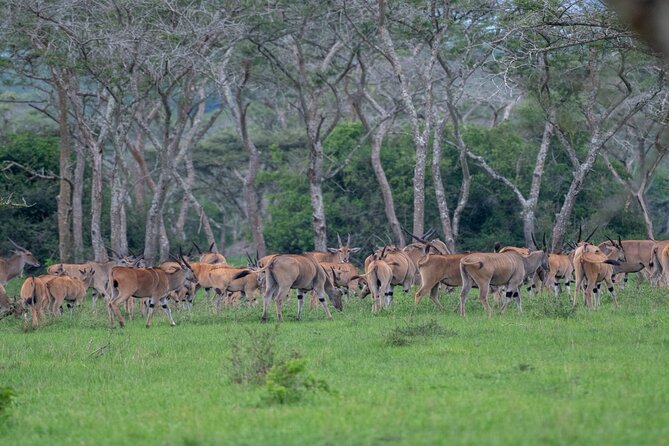 8 Days Uganda Primates Safari - Accommodations Provided
