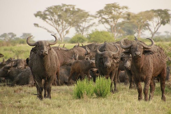 8 Days Uganda Primates Safari - Preparation and Requirements
