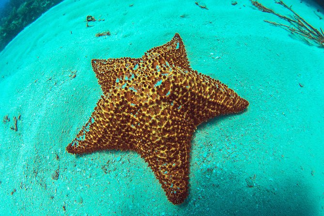 8-Dive Scuba Adventure in Bayahibe - Overview of the Activity