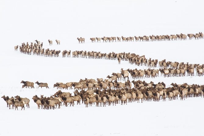 8 Hour Combination Snowshoe & Wildlife Viewing in Grand Teton National Park - Suggested Packing and Attire