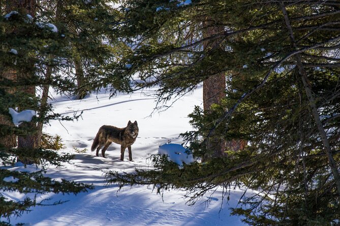 8 Hour Combination Snowshoe & Wildlife Viewing in Grand Teton National Park - Frequently Asked Questions (FAQs)