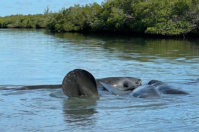 8-Hour Jungle Tour and Lagoon Passage to the Ocean in Fort Pierce - Booking Information