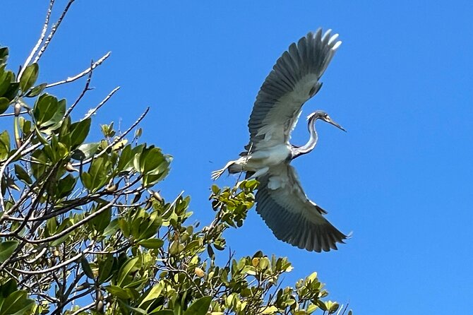 8-Hour Jungle Tour and Lagoon Passage to the Ocean in Fort Pierce - Exploring the Lagoon and Ocean