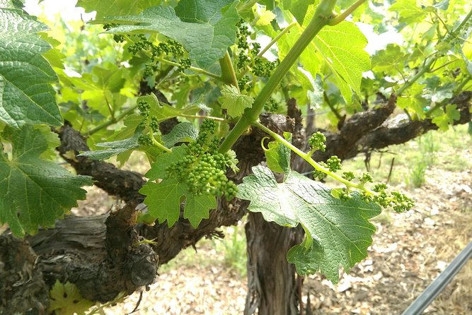 8 Hour - Napa and Sonoma Private Wine Tour - Winery Experiences and Tastings