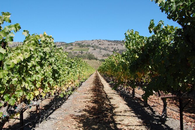 8 Hour Napa or Sonoma Wine Tour in Private Limousine - Stunning Scenery