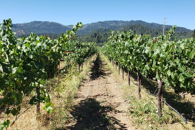 8 Hour Napa Valley Wine Tasting Tour From San Francisco - Itinerary and Customization