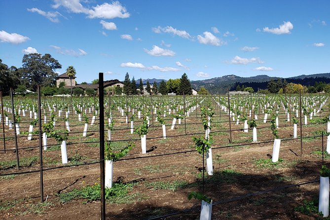 8 Hour Napa Valley Wine Tour - Pre-planned & Custom - Concierge Assistance and Guidance