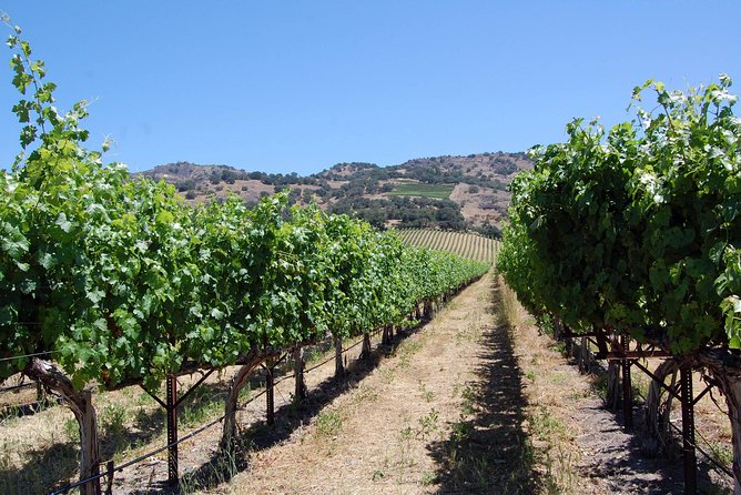 8 Hour Napa Wine Tour in a Private Limousine - Private Limousine Transportation and Amenities