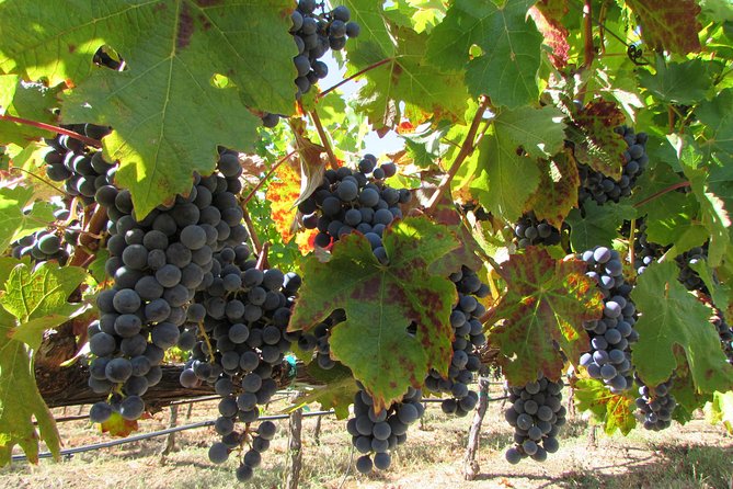 8-Hour Private, Customized Wine Tour up to 6 Guests Napa Valley & Sonoma - Winery and Restaurant Recommendations