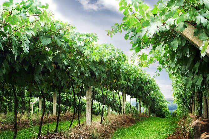 8 Hour Private Tour in Wine Country From San Francisco - Tour Overview