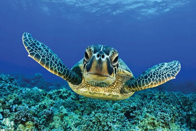 8 Hours Private Boat to Paradise or Orange Island With Lunch - Hurghada - Accessibility and Participation