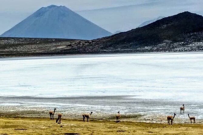 8-Hours Tour in Arequipa Laguna De Salinas With Pick-Up - Pickup and Accessibility
