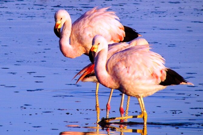 8-Hours Tour in Arequipa Laguna De Salinas With Pick-Up - Volcanoes and Natural Wonders