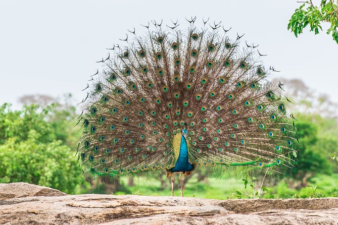 8 Nights 09 Days Simply Sri Lanka - Pidurangala and Ibbankatuwa