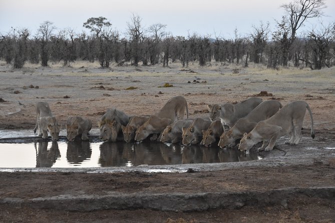 9 Day Best Of Northern Botswana & Victoria Falls - Mix of WildCamping & Lodges - Key Points