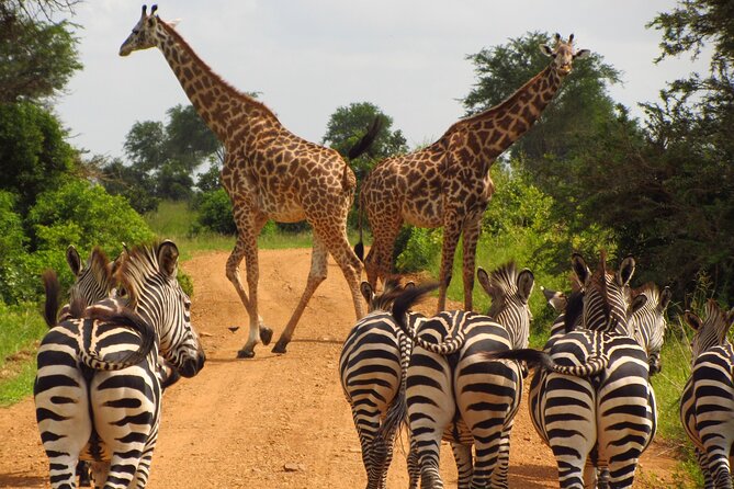 9-Day Enchanting Tanzania Safari -High End All Inclusive - Park Fees and Taxes