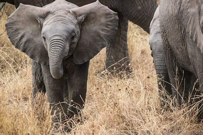 9-Day Enchanting Tanzania Safari -High End All Inclusive - Transportation and Accessibility