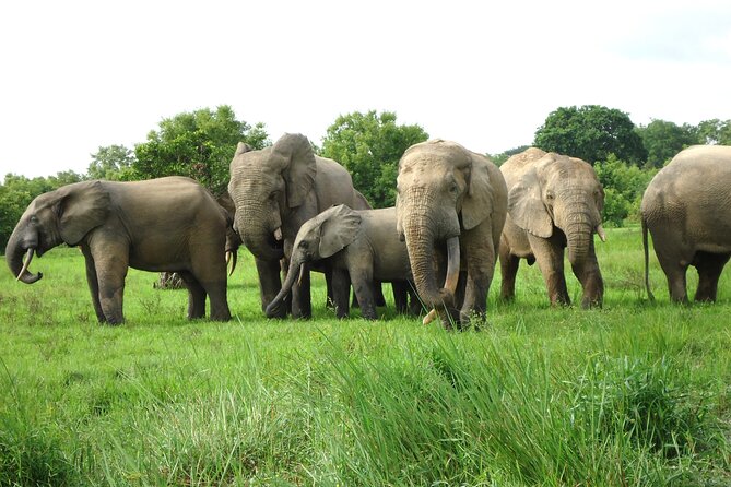 9 Day Ghana Wildlife and Culture Tour - Accessibility and Additional Information