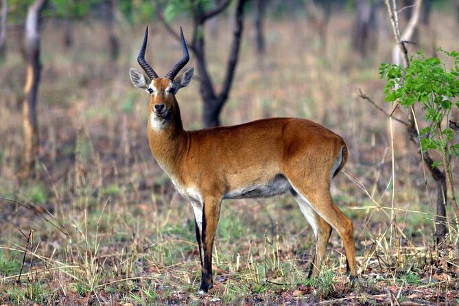 9 Day Ghana Wildlife and Culture Tour - Highlights of the Tour