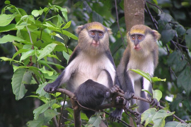 9 Day Ghana Wildlife and Culture Tour - Itinerary and Activities