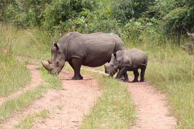 9 Day Gorilla Trekking, Chimpanzee & Wilderness Safari (Mid-Range) - Tour Overview