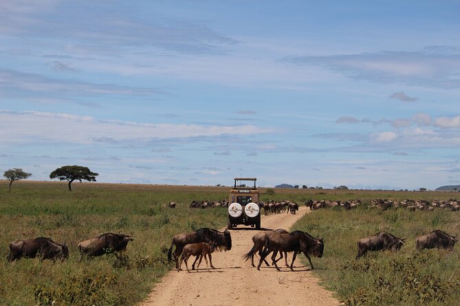 9-Day Serengeti Migration Footsteps Tanzania Safari - Key Points