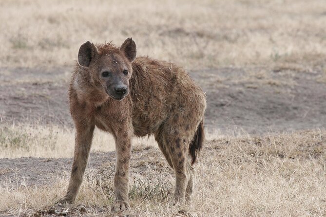 9-Day Ultimate Tanzania Honeymoon Safari Luxury Package - Meeting and Pickup Details