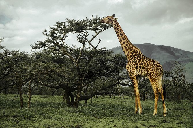 9-Day Ultimate Tanzania Honeymoon Safari Luxury Package - Itinerary and Destinations