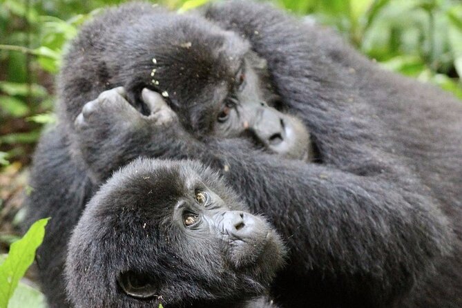 9 Days Adventure And Wildlife Safari - Key Points