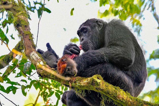 9 Days Adventure And Wildlife Safari - Customer Reviews