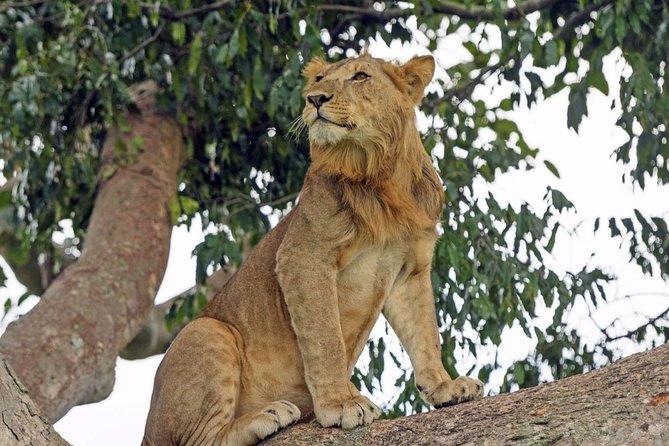 9 Days Adventure And Wildlife Safari - Safari Itinerary