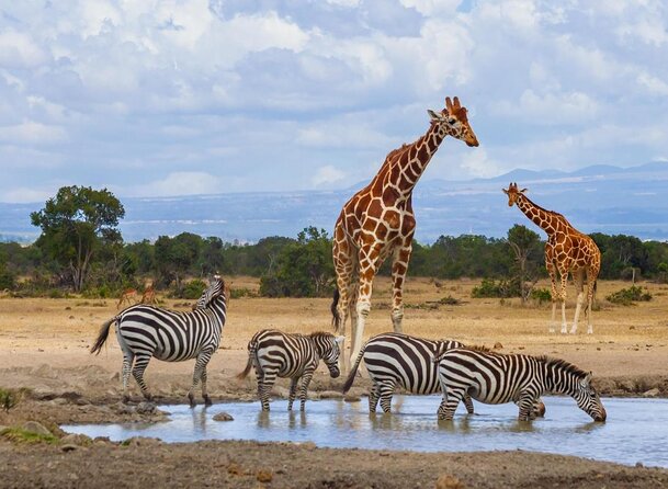 9 Days Amboseli-Ol Pejeta-The Ark-Nakuru-Naivasha-Masai Mara - Pickup Information