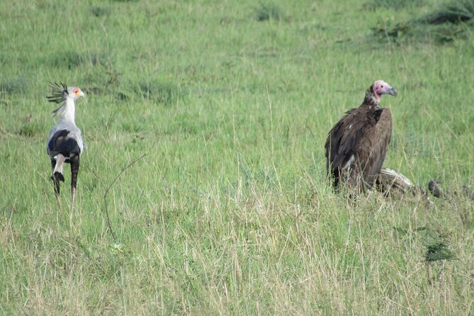 9 Days Amboseli-Ol Pejeta-The Ark-Nakuru-Naivasha-Masai Mara - Highlights