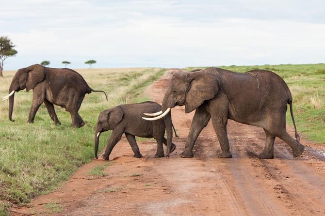 9-Days Best of Kenya Wildlife Private 4X4 Jeep Safari - Tracking the Big Five in Masai Mara