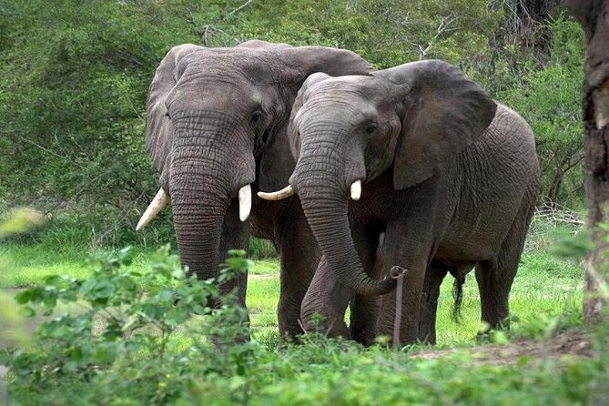 9-Days Best of Kenya Wildlife Private 4X4 Jeep Safari - Spotting Unique Wildlife in Lake Nakuru