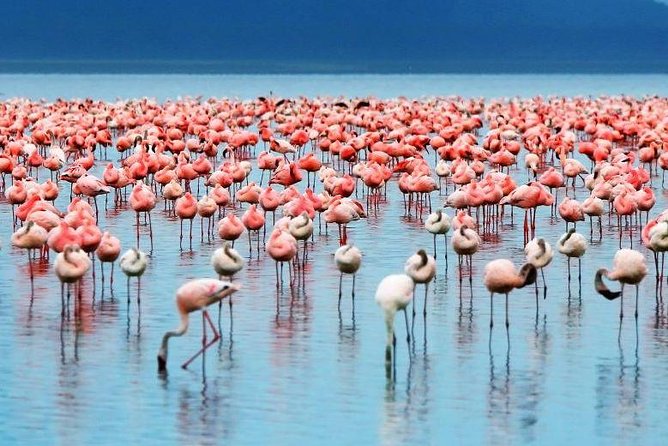 9-Days Best of Kenya Wildlife Private 4X4 Jeep Safari - Embracing the Maasai Culture and Traditions