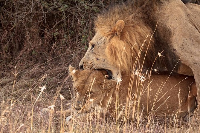9- Days Classic Kenya Family Safari - Accessibility and Recommendations