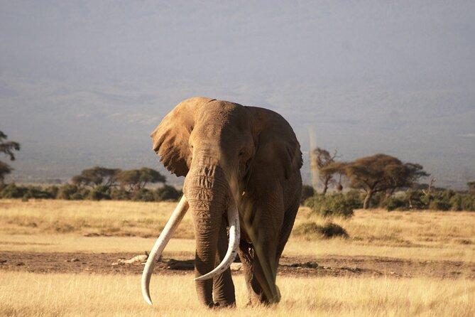 9- Days Classic Kenya Family Safari - Maasai Mara National Park