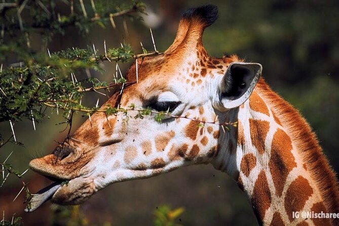 9- Days Classic Kenya Family Safari - Lake Naivasha